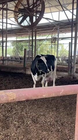 The video shows a herd of black and white cows in a barn. The cows are standing in a muddy enclosure, with a red metal fence in the foreground. Above them, a large circular fan hangs from the ceiling, presumably to keep them cool. The barn has a metal roof and open sides, revealing greenery in the background. More cows are visible in the distance.