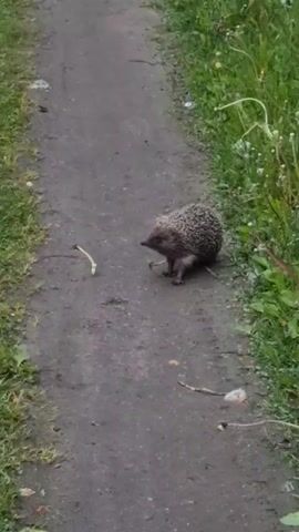 The video shows a small hedgehog standing on a narrow dirt path, with grass and weeds on either side. The hedgehog is facing left, and the camera is positioned at a slight angle, looking down at the animal. The path appears to be slightly muddy, and there are a few small sticks and debris scattered around. The hedgehog remains still throughout the video.