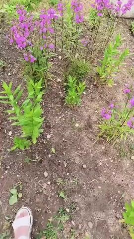 A video shows a garden bed with pink flowers, green plants, and soil. A white concrete structure is visible on the left side, and a blue surface with a black grate is on the right. The camera pans across the garden bed, focusing on the flowers and plants. The lighting suggests it is daytime.