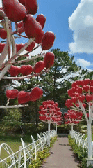 Morning stroll through Da Lat's Lam Vien park installations