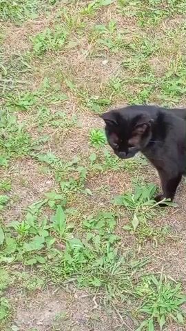 A black cat stands on a patch of grass and dirt. The cat is facing to the left of the frame, and its head is turned towards the viewer. The cat has yellow eyes and is looking at the camera. The grass is green and there are some weeds growing in the dirt. The lighting is natural, suggesting it is daytime.