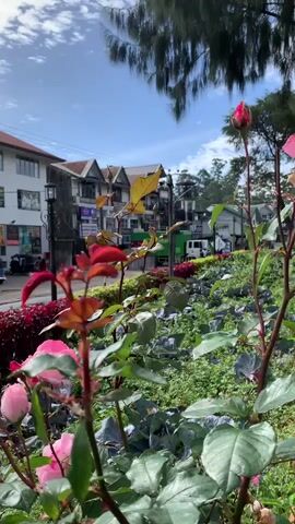 This is a vertical video showing a pink rose in the foreground. The rose is in bloom with a single bud also visible on the stem. The background is slightly blurred, showing a street with buildings and trees. A few cars and people are visible on the street. The sky is blue with some white clouds. The video appears to be taken in a city or town.