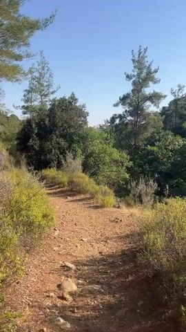 A dirt path winds through a wooded area under a clear blue sky. Sunlight illuminates the path and the surrounding vegetation, which consists of trees and shrubs. The path is covered with loose gravel and dirt, with some scattered rocks. The trees are a mix of coniferous and deciduous types, and their leaves are various shades of green. The overall impression is one of a natural, undeveloped landscape.