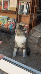 Cat spotted in Tel Aviv bookstore, interacts with passerby