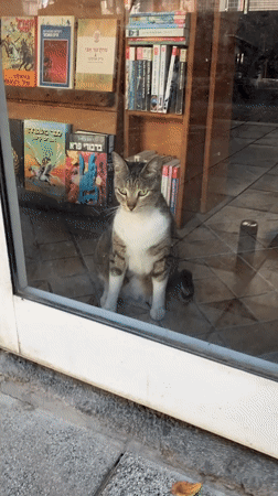 Cat spotted in Tel Aviv bookstore, interacts with passerby