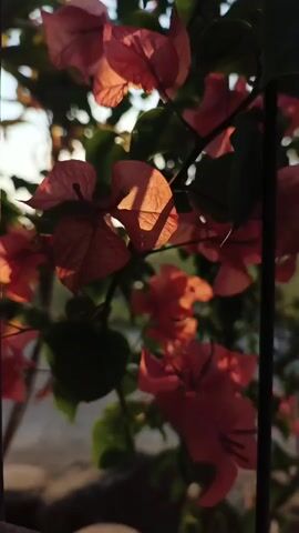This video shows a close-up view of pink bougainvillea flowers with green leaves and stems. The flowers are illuminated by sunlight, which creates a warm glow and highlights the delicate texture of the petals. The background is blurred, suggesting the focus is on the flowers. The video is shot from a slightly low angle, looking up at the flowers. There are thin, dark vertical lines on the right side of the frame, which may be part of a fence or cage. The lighting suggests it is either sunrise or sunset.