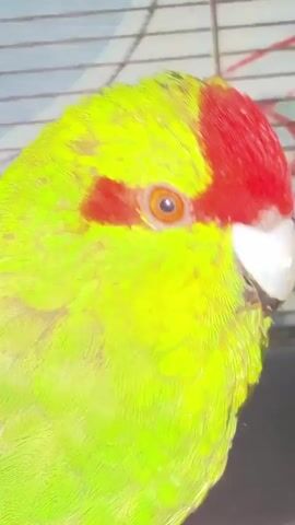 The video is a close-up, side profile shot of a green parrot with red markings on its head, specifically on its forehead and above its eyes. The parrot's eye is orange and black. The background appears to be a bird cage with some wires visible. The lighting is dim.