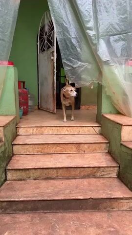 The video shows a medium-sized tan dog standing on a tiled porch, facing a doorway. The dog is wearing a red collar. The porch has several steps leading up to it, and the steps are made of reddish-brown tiles. To the left of the doorway, a red gas cylinder and a large plastic water bottle are visible. The doorway itself is partially open, revealing a dark interior. A transparent plastic sheet hangs from above, obscuring part of the doorway and the dog. The wall behind the doorway is painted green. The dog appears alert and is looking towards the camera. The overall environment seems to be an outdoor entrance to a residential building.