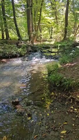 A narrow stream flows through a wooded area. The water is clear and appears shallow, with small rocks visible on the stream bed. Sunlight filters through the leaves of the trees, creating dappled patterns on the water and the surrounding ground. The banks of the stream are covered in green grass and fallen leaves. A fallen branch lies across the stream in the mid-ground. The scene is peaceful and natural.