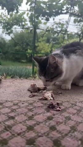 The video shows a close-up of a cat eating meat outdoors. The cat is small, with a white and grey coat. It is squatting on a patterned concrete surface and eating chunks of meat, some of which appear to be bones or gristle.  Behind the cat, the background is slightly blurred, showing greenery, including trees and tall grass. The scene appears to be in a backyard or garden area. The light is overcast and diffused.