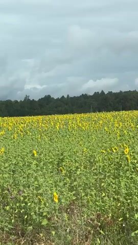 A wide, green field of sunflowers stretches across the frame under a cloudy sky. The sunflowers are densely packed and appear to be in various stages of bloom, with most showing yellow petals. In the background, a line of dark green trees forms a forest bordering the field. The camera appears to be moving, possibly from a vehicle, giving a sense of traveling past the landscape. The lighting is subdued, consistent with an overcast day. No people or animals are visible in the frame.