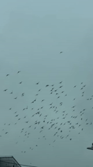 Large bird flock flies in formation over New York