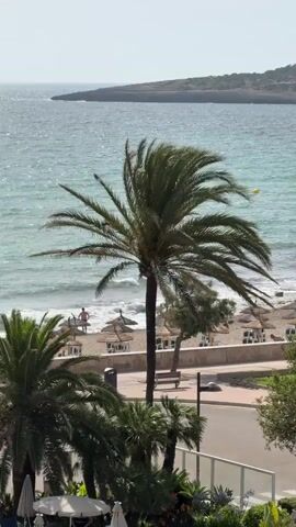 A vertical video shows a beach scene with palm trees in the foreground. The ocean is visible with waves and a distant headland. A beach with straw umbrellas and a few people is in the midground. One person is standing near the water. There is a paved area with a bench and a trash can. Some buildings or structures with white railings are in the lower part of the frame. The sky is bright.