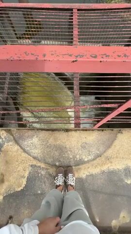 From an elevated viewpoint, the video depicts a person standing on a concrete platform overlooking rapidly flowing water surging through a red metal grate. The person is wearing brown shoes, light gray pants, and a white shirt. The grate is positioned above the water, offering a restricted view of the turbulent flow below. The water appears to be a mix of yellow and white, indicating a high level of aeration due to the force of the current. In the background, beyond the grate and water, there are glimpses of a body of water and some vegetation on the shore. The overall scene conveys a sense of controlled water management, possibly at a dam or waterway structure.