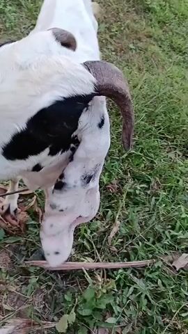 A close-up, slightly shaky, over-the-shoulder view shows a white goat with black markings on its head and long, floppy ears. The goat has short, curved horns and is standing in a grassy, outdoor environment. A portion of a green plant is in the foreground, obscuring some of the goat's face. The goat appears to be eating or interacting with the plant. The background consists of green grass and some brown leaves or debris on the ground. The lighting suggests daytime.