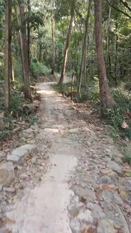 The video shows a first-person perspective of a walking path through a forest. The path is made of concrete and stones, and it is uneven and cracked. There are trees on both sides of the path, and the ground is covered with fallen leaves and rocks. The sun is shining through the trees, creating dappled light on the path. The path curves to the left and goes uphill.