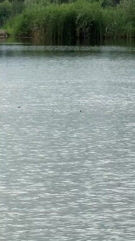 The video shows a body of water with ripples on the surface. The far bank is lined with tall green reeds. In the distance, there appears to be a small dark object floating on the water, possibly a bird or debris. The water is calm and the lighting suggests it is daytime. There are no people visible in the video.
