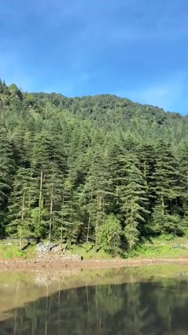 A clear blue sky stretches above a densely forested mountainside. The trees, predominantly tall and green with distinctive layered branches, line the slope and reach towards the sky. In the foreground, a calm body of water reflects the trees and the sky, creating a mirror image. The shoreline between the water and the trees appears rocky and somewhat uneven, with scattered patches of green vegetation. A narrow path or trail is visible along the edge of the water, with a solitary figure walking on it. The overall scene depicts a serene natural landscape dominated by a forest and a lake under a bright, sunny sky.