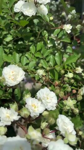 The video shows a bush with small white roses and green leaves. A ladybug is briefly visible. The bush is bathed in sunlight.