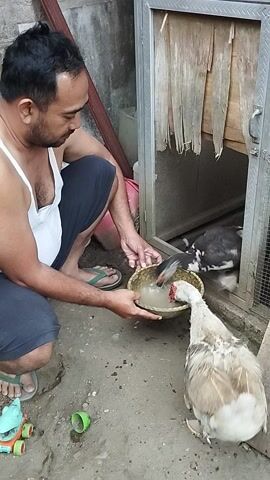 A man in a white tank top and dark shorts sits on the ground, cross-legged, facing left. His left hand holds a shallow, circular bowl filled with water. Two ducks are drinking from the bowl. One duck, predominantly white with some brown and black markings, is reaching its head into the bowl from the right. The second duck, black and white, is inside a cage to the left, also drinking from the bowl. The cage has a metal frame and wooden planks. The ground is concrete or dirt. A red bucket is visible behind the man's left leg, and a few small green and yellow objects are on the ground to the right.