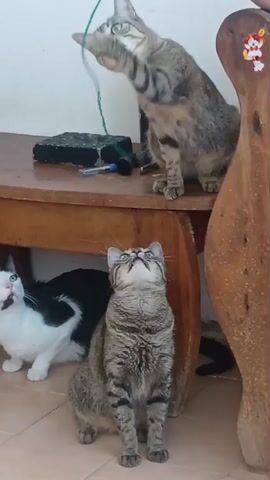 Three cats are in a room. A tabby cat is on a wooden table, batting at a green string held by a human hand. Below the table, another tabby cat sits facing the camera, looking up at the string. To the left, a black and white cat is also looking up at the string. The room has tiled flooring and a light-colored wall.