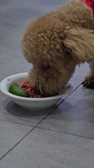 Brown poodle in red bandana eats meat and vegetables