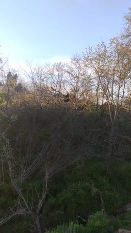 The video, presented in a vertical orientation, captures a natural scene of several wild turkeys roosting high in a dense thicket of trees. The setting appears to be a wooded area, likely in late winter or early spring, as most of the tree branches are bare and leafless, though some faint green foliage is visible in the background.

In the foreground and mid-ground, at least three to four large, dark-plumaged turkeys are visible, perched on sturdy branches. Two turkeys are prominent in the center of the frame, positioned close together. Their dark feathers contrast with lighter patches on their bodies, particularly visible on their backs and undersides. They remain largely still, appearing calm and settled, likely resting or awaiting dawn. One bird subtly shifts its weight or adjusts its posture.

The bright daylight filters through the intricate network of branches, creating a dappled light effect. The sky, partially visible through the canopy, is clear and bright. The overall impression is one of peaceful wildlife observation. No human subjects, man-made objects, or visible text are present in the video. The location context provided is Тракия, Bulgaria.