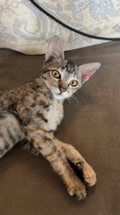 Person pets tabby kitten on couch in Tegallalang home