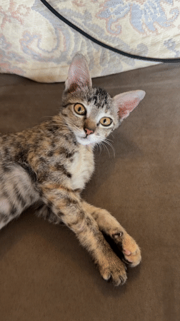 Person pets tabby kitten on couch in Tegallalang home