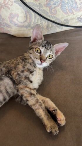 Person pets tabby kitten on couch in Tegallalang home