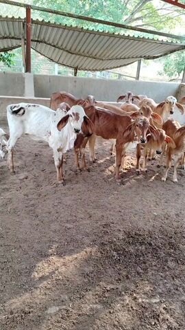The video shows a group of young cows standing under a corrugated metal roof supported by metal beams. The cows are various shades of brown, with one being white with brown spots. They stand in a dirt-covered enclosure partially surrounded by metal fencing. Trees are visible in the background. One cow moves forward slightly. The scene appears to be on a farm or animal shelter. The lighting indicates daytime.