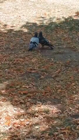 Two pigeons are standing close together on the ground, which is covered with dry leaves and grass. The pigeon on the left is mostly gray with white markings on its wings. The pigeon on the right is darker gray with iridescent feathers and wing bars. They appear to be facing each other and may be interacting. The background is out of focus, but suggests an outdoor environment with trees casting shadows.