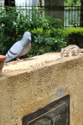 A pigeon is perched on a ledge and pecking at seeds. A squirrel is above the pigeon on the ledge also eating seeds. The background is blurred green foliage and a fence.