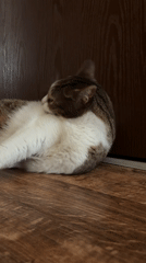 Tabby cat filmed grooming and relaxing on wooden floor
