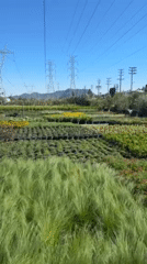 Evening footage captures plant nursery scene in Los Angeles