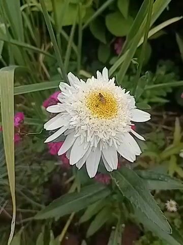 A close-up shot shows a white daisy with a yellow center. A small bee is visible in the center of the flower, appearing to be collecting pollen. The flower is surrounded by green foliage and some small pink flowers in the background. The lighting suggests it is daytime.