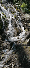 Spring nature walk documented in Chvizhepse forest, Russia
