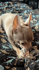 Woman and Chihuahua share quiet afternoon moments in Saint Petersburg