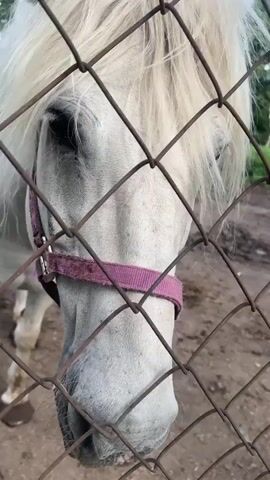 The media file features a close-up, head-on shot of a white horse's face, framed by a rusty chain-link fence. The horse is wearing a purple halter. Its mane is long and white, obscuring parts of its face, including one eye. The horse's expression is neutral, and it appears to be looking towards the camera. The background is blurred, suggesting a shallow depth of field, and appears to be an outdoor enclosure with dirt ground and some vegetation in the distance. The lighting suggests it is daytime, possibly late afternoon due to the soft light. There is no visible text in the media file. The setting is likely a farm or a stable.