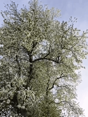 Spring apple blossoms attract bees in Кужбахты, Russia