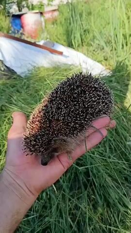 The video shows a hedgehog being held in a person's hand. The hedgehog is on its side, curled up, with its quills visible. The person's hand is open, and the hedgehog is resting comfortably. The background is a grassy area with a building in the distance. The lighting suggests it is daytime.