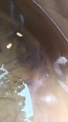 The video shows a group of catfish swimming in a murky body of water. Some of the fish appear to be feeding on small, light-colored particles floating on the surface. The water is contained within a dark, possibly plastic, material. Sunlight is visible, creating reflections and obscuring some details of the fish.