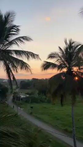 The video shows a rural scene at sunset. Two palm trees frame the view, with a road running through a green field. A small building is visible in the distance, and the sky is painted with orange and pink hues. A person on a motorcycle drives down the road, and a cow can be seen in the field.