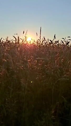 The video shows a field of tall grass with a sunset in the background. The sun is low in the sky, casting a warm glow over the scene. The grass is golden brown and appears to be dry, suggesting it is late summer or early autumn. The sky is a clear blue with a hint of pink and orange from the setting sun. The camera is handheld and appears to be at ground level, looking up at the grass and the sky. There are no people or animals visible in the video. The overall mood is peaceful and serene.