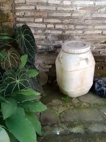 The camera is angled downward and shows the bottom portion of a dirty white plastic barrel resting partially on a brick wall and partially on a concrete wall covered with green moss. The area beneath the barrel is in shadow, but a small, round stone is visible. In the foreground, several large green leaves of a plant obscure the view somewhat. The leaves have prominent veins, some with a patterned appearance. A black plastic trash bag is partially visible above the barrel. Someone says “lo, mentelu, mentelu” while filming.