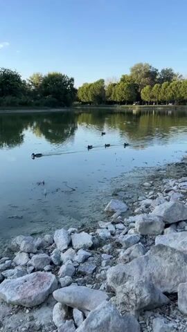A vertical shot shows a group of ducks swimming in a lake. The lake is calm and reflects the trees and sky. The foreground is rocky, with large white stones. The sky is clear and blue.