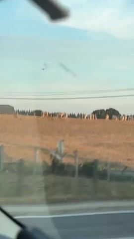 The video shows a view from inside a vehicle, looking out at a rural landscape. The sky is light blue with some wispy clouds. In the distance, on a dry, grassy hill, there are several cows lined up. There are also a few structures visible on the hill, including what appears to be a small barn or shed. A utility pole with wires runs across the frame. A roadside marker with red and white stripes is visible in the foreground. The overall impression is of a serene, pastoral scene, possibly taken during the golden hour.