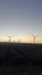 Lavender fields and wind turbines at golden hour, Golan Heights