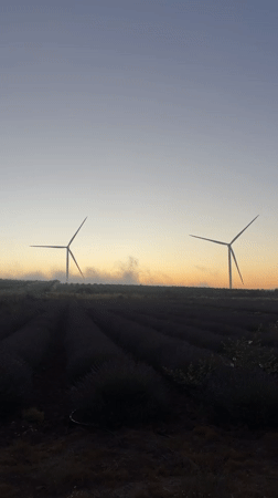 Lavender fields and wind turbines at golden hour, Golan Heights