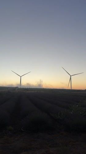 Lavender fields and wind turbines at golden hour, Golan Heights